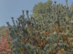 -杭州半山国家森林公园