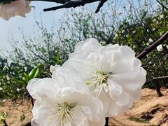 -南国桃园旅游度假区