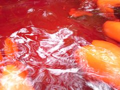 -黄山温泉国际旅游度假区