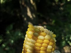 -青龙山国家森林公园