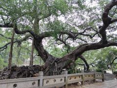 -小洲村