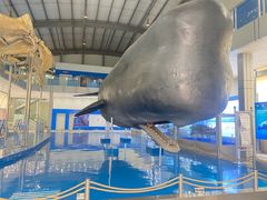 -上海海洋大学鱼文化博物馆(军工路校区)