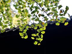 -成都杜甫草堂博物馆