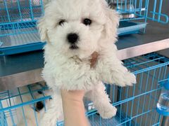 -翊宠yipet猫狗购宠庄园犬舍•猫舍