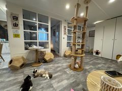 -楼上猫咖(罗湖店)