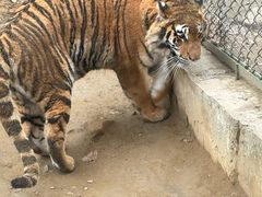 -栾川竹海野生动物园