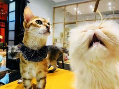 -猫色咖啡·猫咖