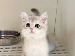 -lincat·猫舍(广州店)