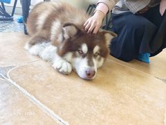 -Let's go狗咖·猫咖·奶狗·桌游(春熙路IFS店)