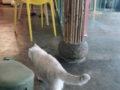 -喵屿·大理花园猫咖