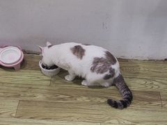 -废柴猫概念馆·桌游电玩卡牌(人广世茂店)