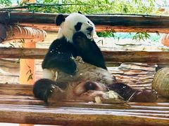 -西霞口神雕山野生动物世界