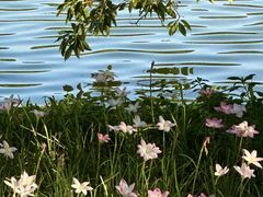 -深圳仙湖植物园