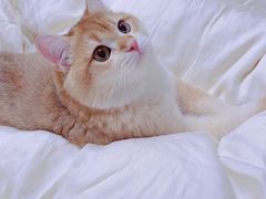 -猫大福·Fortune Cat猫舍(百子湾店)