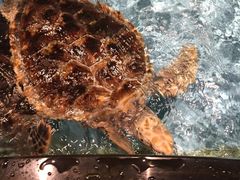 -芜湖新华联大白鲸海洋公园