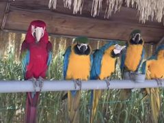 -西霞口神雕山野生动物世界