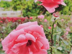 -香蜜公园