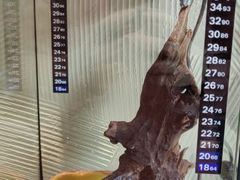 -酷以爬仙阁实体爬宠店·守宫·蜥蜴·专业繁育