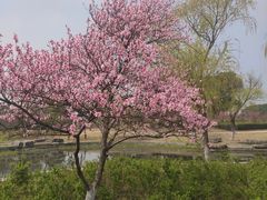 -阳澄湖半岛旅游度假区