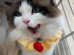 -中农国际动物医院24小时·猫科·骨科·急重症中心