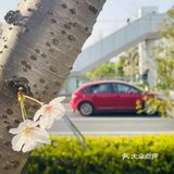 又是一年樱花季🌸