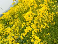 -三圣花乡旅游区