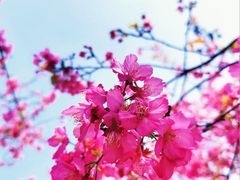 -天适樱花悠乐园