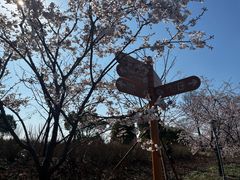 -顾村公园