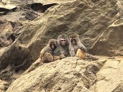 -栾川竹海野生动物园