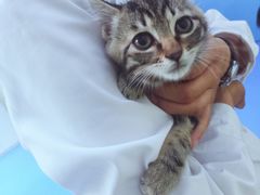 -佳怡动物医院·平价24小时·猫专科骨外科