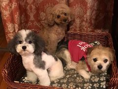 -爱侣宠医·鹦鹉专科·小型哺乳类·异宠专科(灵石路店)