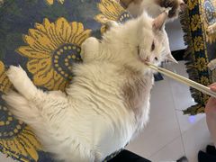 -平行世界·猫咖(首经贸店)