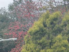 -风云岭森林公园