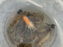 -DGE季风钓虾营地·团建·聚会