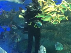 -芜湖新华联大白鲸海洋公园