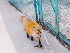 -宫城藏王狐狸村