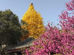 -西安市广仁寺