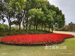 -上海滨江森林公园