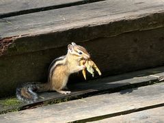 -五营红松林海景区