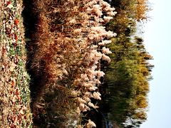 -大兴滨河森林公园