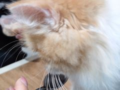 -Heymao猫咖.咖啡厅(东门店)