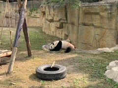 -上海野生动物园