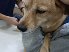 -佩兹宠物医院肿瘤专科·眼科·牙科(黄浦店)
