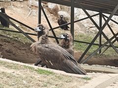 -西霞口神雕山野生动物世界