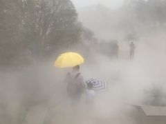 -大塘金香草谷