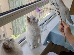 -鼓捣猫呢主题猫咖店