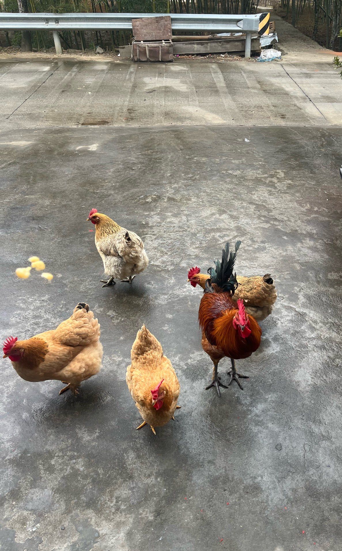 乡野鸡群嬉戏场