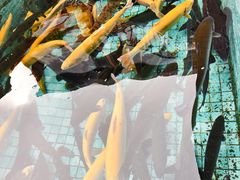 -京北渔家傲