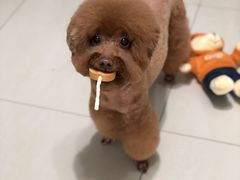 -乐琪宠物(青塔西路店)