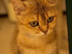 -共舞时光猫咖·狗咖(新街口店)